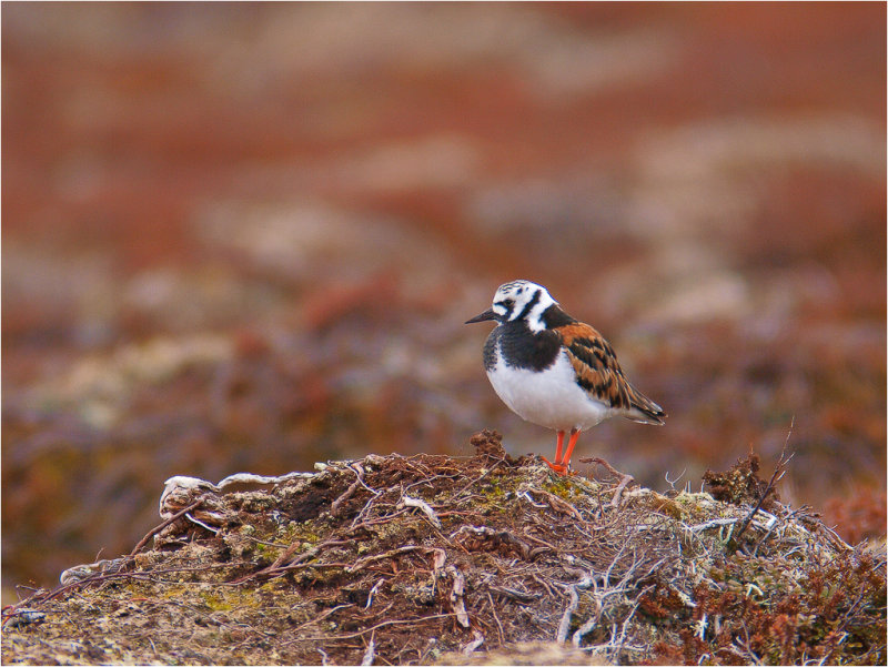 Turnstone II