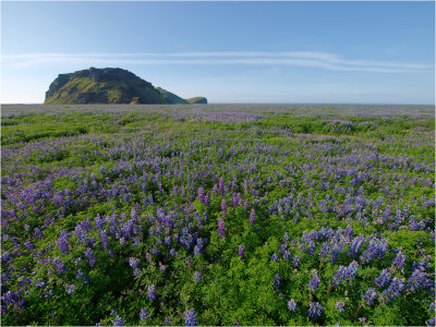 Lupines forever