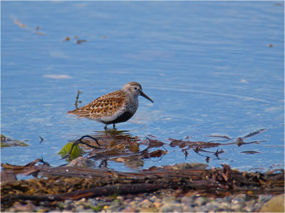 Dunlin
