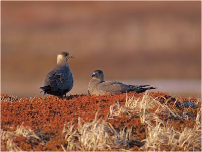 Arctic Skua II
