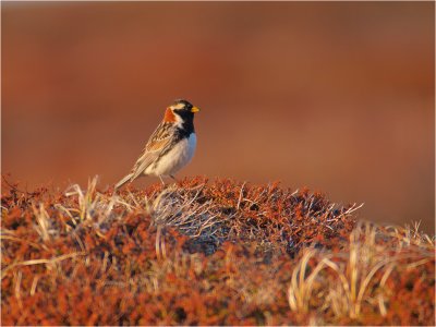 Lapland Bunting - male