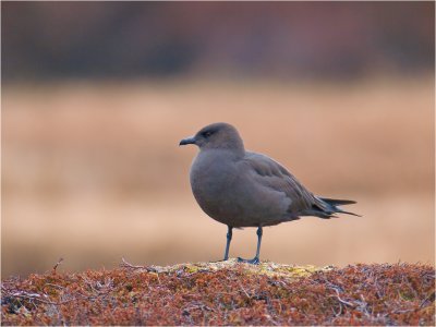 Arctic Skua - dark phase