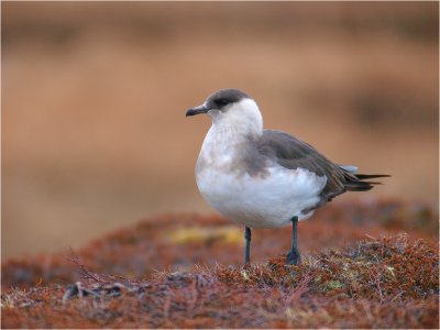 Arctic Skua - light phase