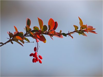 Red barberry