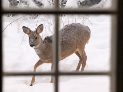 In my window