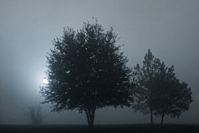 Morning Fog