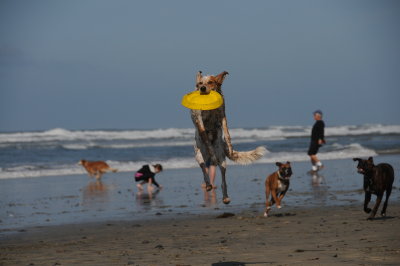 Del Mar Dog Beach