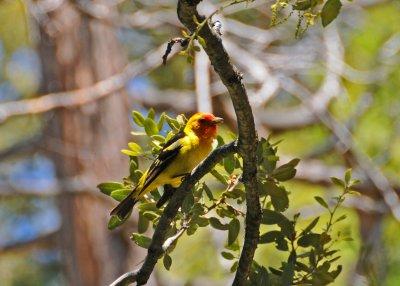 Western Tanager.jpg