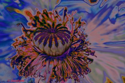 DSC06598ZZ.jpg