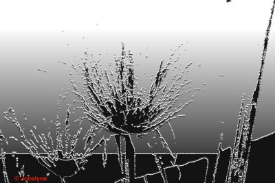 DSC00102 CC.jpg