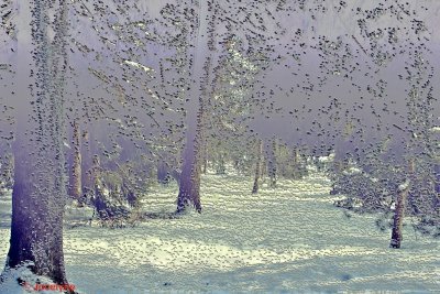 _DSC2703  ZZ.jpg
