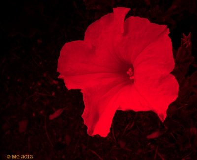 _N7A4917.jpg