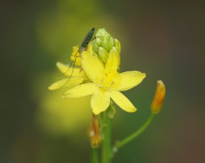  Awarded Highly Commended in the Hunter Region Botanic Gardens Photography Competition -  2011