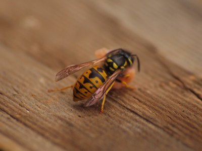 Close up Macro