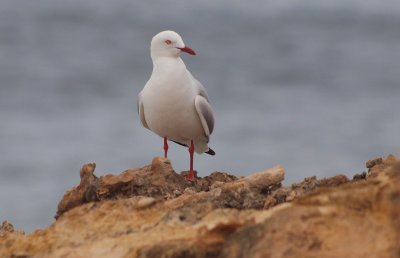 Kangaroo Island