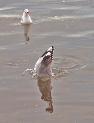 The gulls were diving for the whitebait we threw in when we finished fishing.