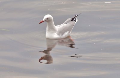 I'm intrigued as to how there are two reflections of the gull's head, one being upside down!
