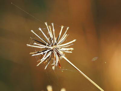  Common names: cobbler's pegs, farmer's friend, stick-tights, pitch-forks, burr marigold
