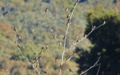 Welcome Swallows