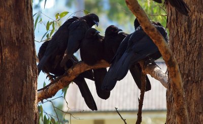  White-winged Choughs