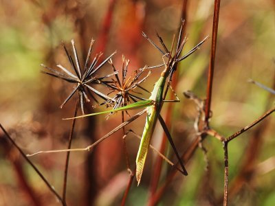  Cobbler's pegs, farmer's friend, stick-tights, pitch-forks, burr marigold & Grasshopper