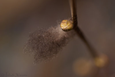 Knop en donsveertje