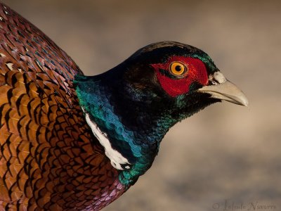 Fazant - Common Pheasant - Phasianus colchicus