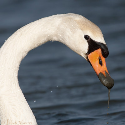 Knobbelzwaan - Mute Swan - Cygnus olor