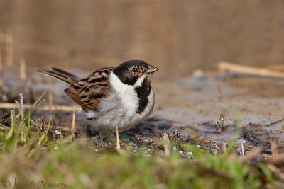 Rietgors - Common Reed Bunting - Emberiza schoeniclus