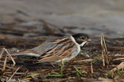 Rietgors - Common Reed Bunting - Emberiza schoeniclus
