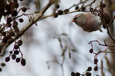 Grote Barmsijs - Common Redpoll - Carduelis flammea