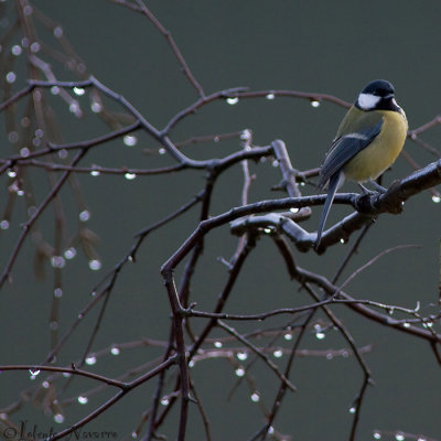 Koolmees - Great Tit - Parus major