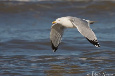 Zilvermeeuw - Herring Gull - Larus argentatus