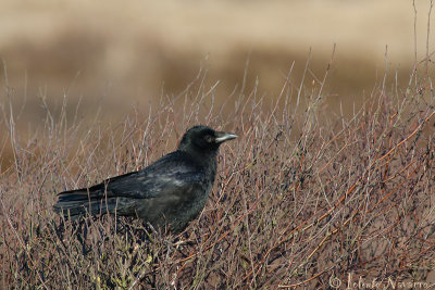 Zwarte Kraai - Carrion Crow - Corvus corone	