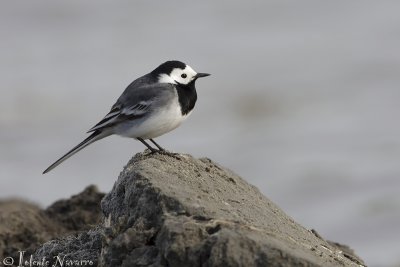 Witte Kwikstaart - White Wagtail - Motacilla alba