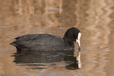 Meerkoet - Eurasian Coot - Fulica atra	