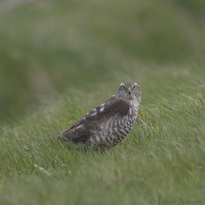 Sperwer - Eurasian Sparrowhawk - Accipiter nisus