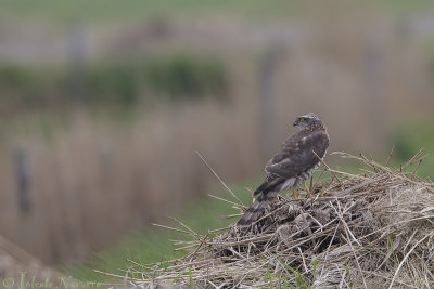 Sperwer - Eurasian Sparrowhawk - Accipiter nisus