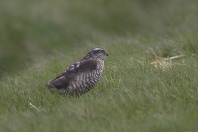 Sperwer - Eurasian Sparrowhawk - Accipiter nisus