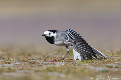 Witte Kwikstaart - White Wagtail - Motacilla alba