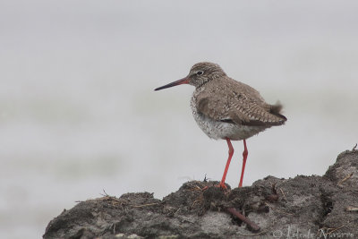 Tureluur - Common Redshank - Tringa totanus
