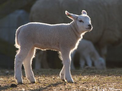 Lam - Sheep - Ovis aries
