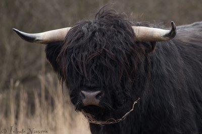 Schotse hooglander - Highland Cow