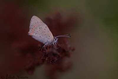 Kleine Vuurvlinder - Small Copper - Lycaena phlaeas