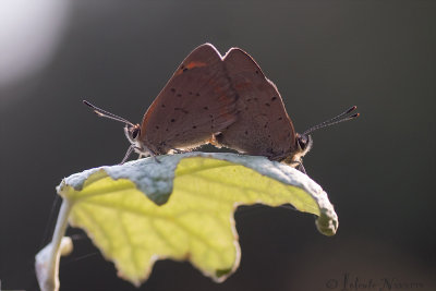 Kleine Vuurvlinder - Small Copper - Lycaena phlaeas