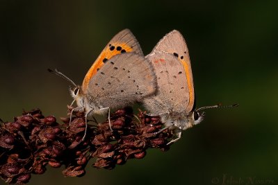 Kleine Vuurvlinder - Small Copper - Lycaena phlaeas