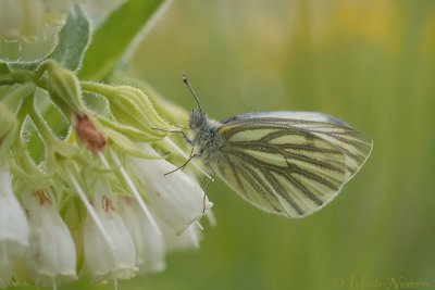 Klein Geaderd Witje - Green-veined White - Pieris napi
