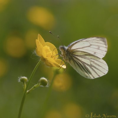 Klein Geaderd Witje - Green-veined White - Pieris napi