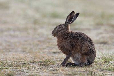Haas - European hare - Lepus europaeus