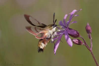 Glasvleugelpijlstaart - Broad-bordered Bee Hawk-moth - Hemaris fuciformis